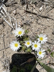 Townsendia grandiflora