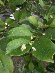 Pentaphylacaceae