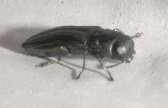 Agrilaxia flavimana