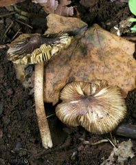Pseudosperma notodryinum