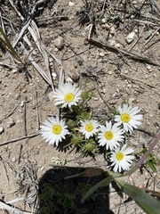 Townsendia grandiflora