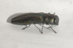 Agrilaxia flavimana