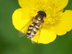 Lapposyrphus lapponicus