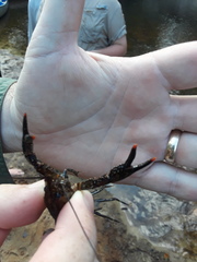 Procambarus spiculifer