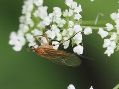 Empis stercorea