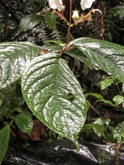 Monopyle maxonii
