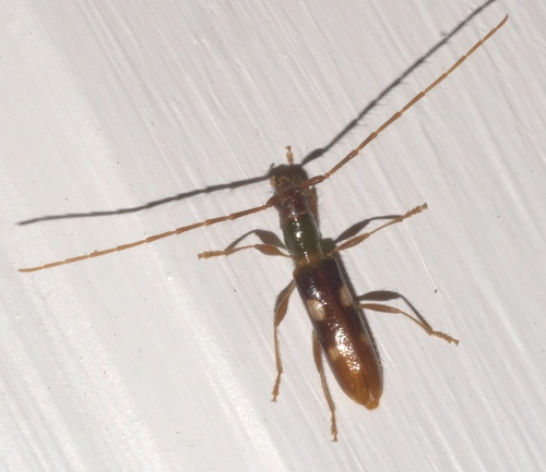Four-spotted Hickory Borer photo 3