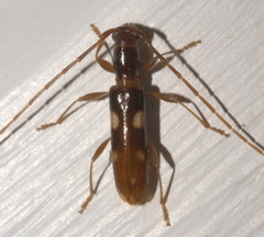 Heterachthes quadrimaculatus