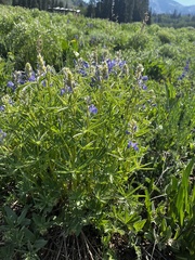 Lupinus bakeri