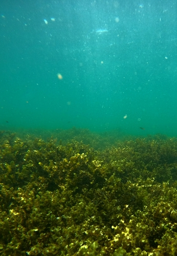 Sargassum liebmannii, 2022-06-12