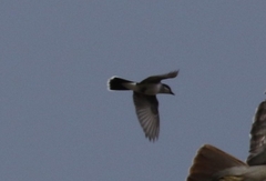 Tyrannus tyrannus