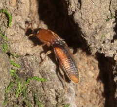 Paradonus