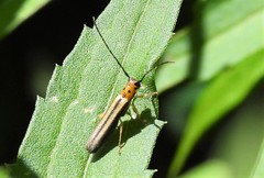 Oberea tripunctata