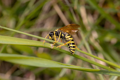Tenthredo vespiformis