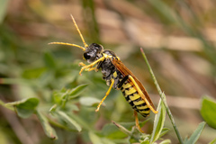 Tenthredo vespiformis