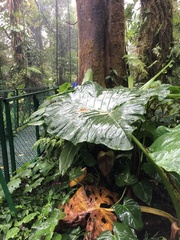 Xanthosoma undipes