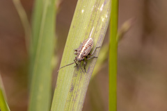 Horistus orientalis