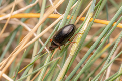 Gonodera luperus