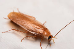 Parcoblatta virginica