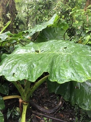 Xanthosoma undipes