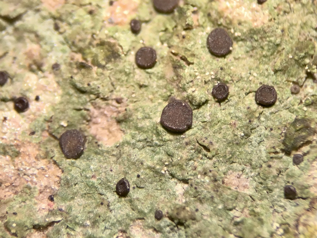 Bryobilimbia ahlesii