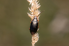 Gonodera luperus