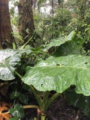 Xanthosoma undipes