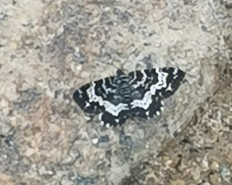 White-banded Black Moth