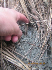 Porrhothele antipodiana