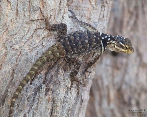 Blue Spiny Lizard