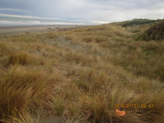 Porrhothele antipodiana