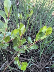 Salix fuscescens