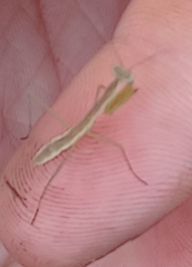 Tenodera sinensis