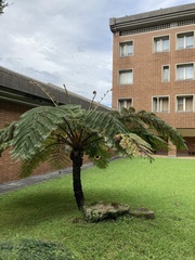 Sphaeropteris