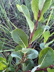 Salix fuscescens