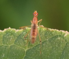 Compsobata