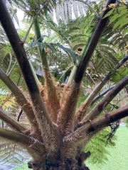 Sphaeropteris