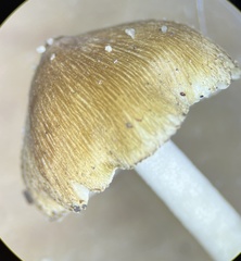 Inocybe margaritispora
