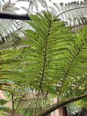 Sphaeropteris