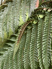 Sphaeropteris