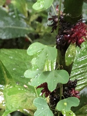 Passiflora lancearia