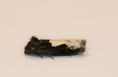 Epiblema dorsisuffusana