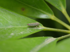 Macugonalia cavifrons
