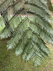 Sphaeropteris