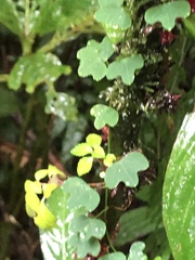 Passiflora lancearia