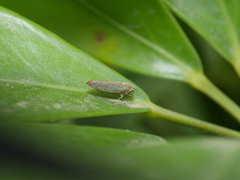 Macugonalia cavifrons
