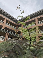 Sphaeropteris