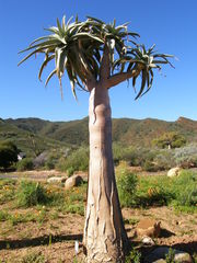 Aloidendron pillansii