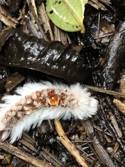 Neopreptos marathusa