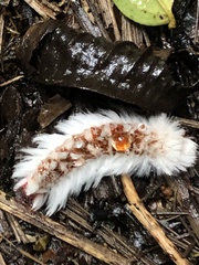 Neopreptos marathusa